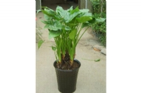 蘇州創(chuàng)景園藝有限公司